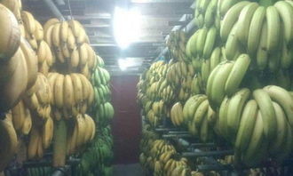 广州食材配送 连接优质农副产品与单位食堂的桥梁