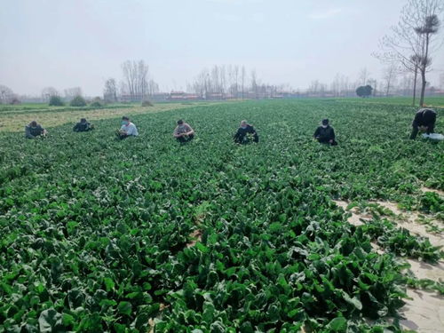 商丘农副产品滞销，期盼您伸出援手